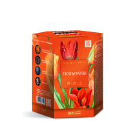 Тюльпаны Салют купить в Приморске Калининградской области | primorskkaliningradskaya.salutsklad.ru